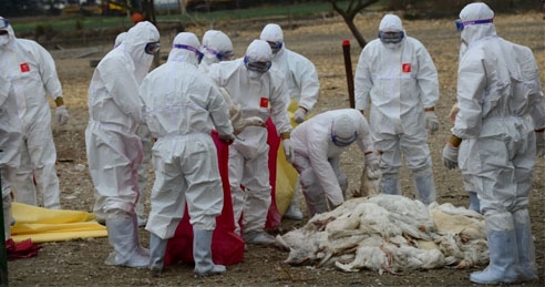 Protection against avian influenza